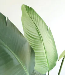 Οπτικό απόδοσης Garden Gallery