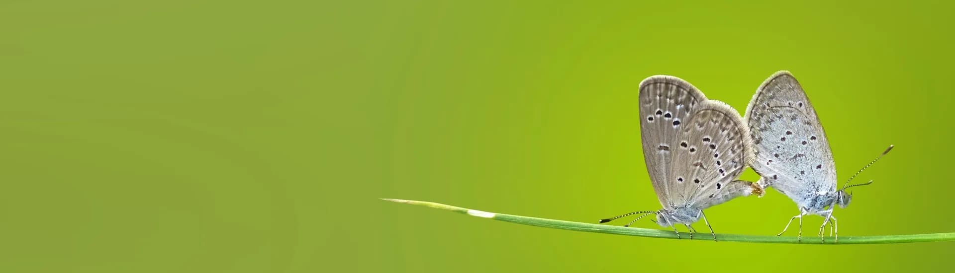 Greenguardia project media