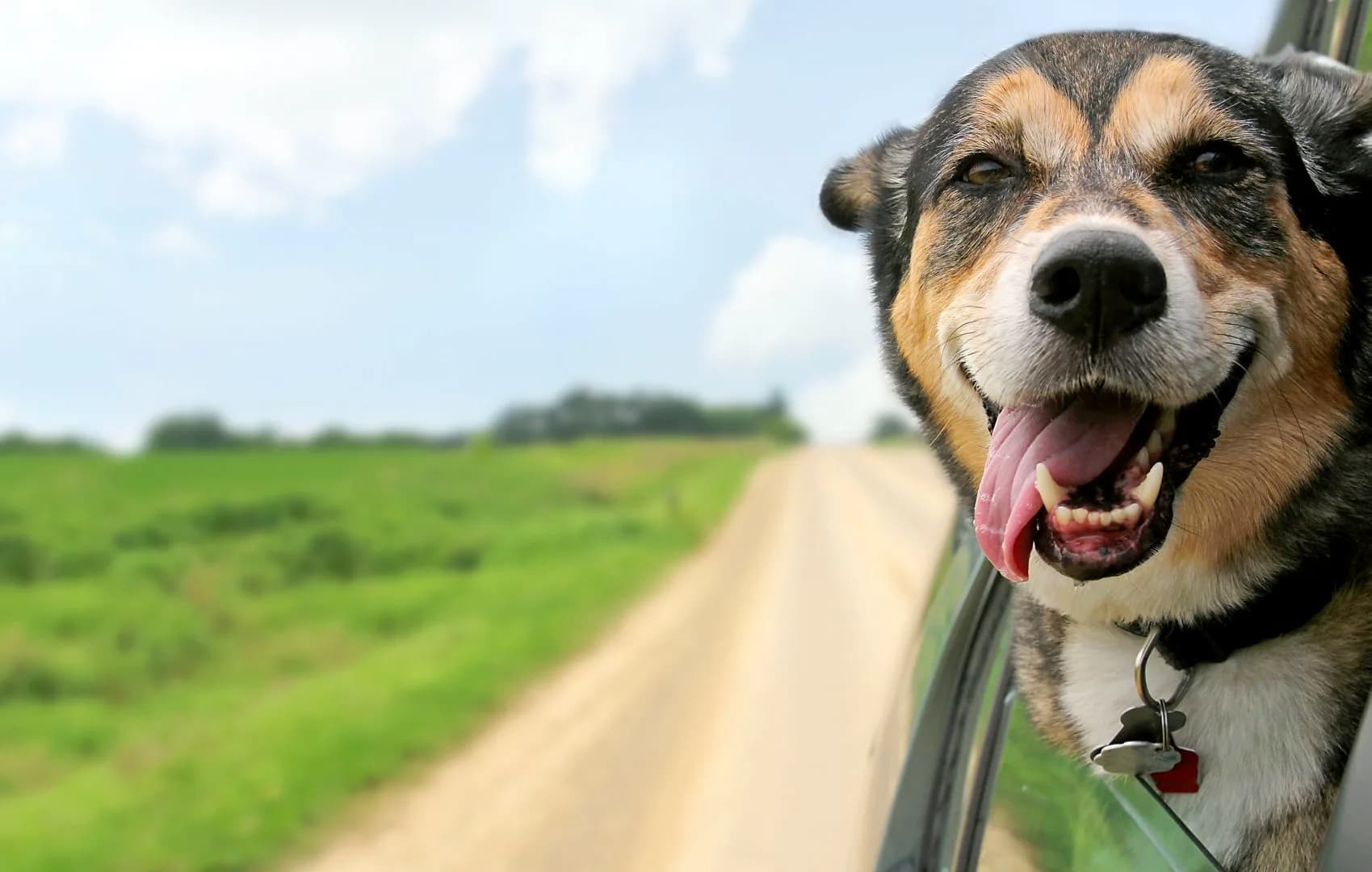 Taxipet · οπτικά πρόκλησης