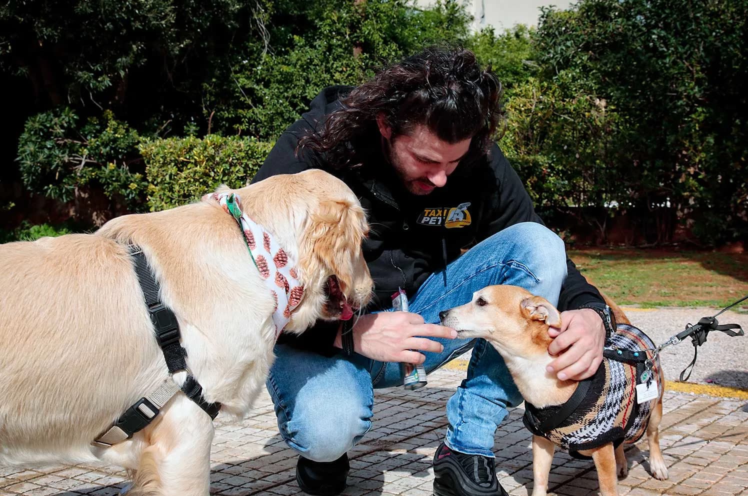 Taxipet · οπτικό απόδοσης